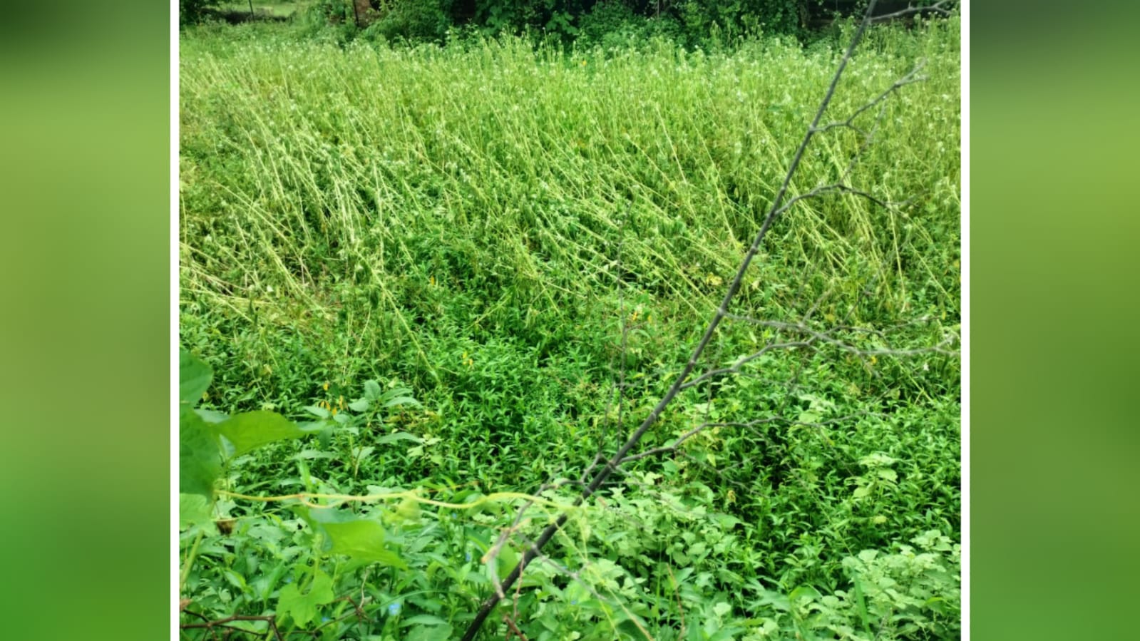 बांदा के अशोक सिंह किसानों की बर्बादी से द्रवित: बर्बाद फसलों को देख छलकी आँखें ! 
