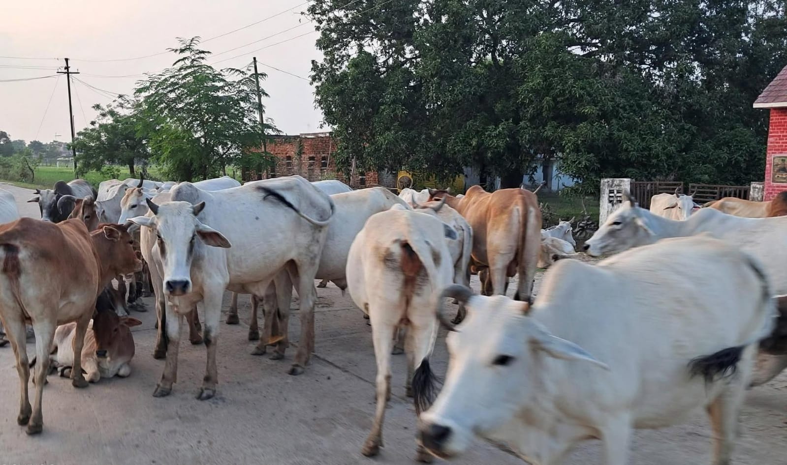 सीएम योगी के अरमान 'आंसुओं' में बहे: गोशालाओं में 59 करोड़ का घोटाला !