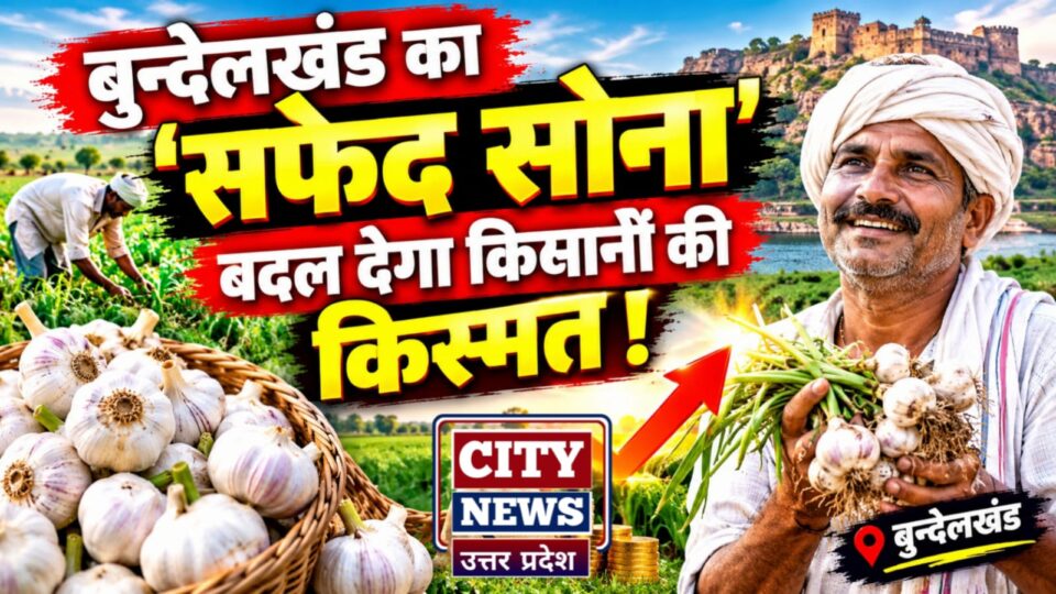 बुंदेलखंड का सफेद सोना बदल देगा किसानों की किस्मत !
